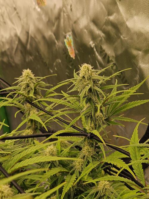 Mimosa Dream - Kannabia. Week 11