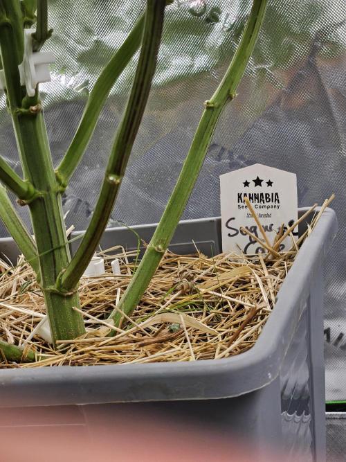 Sugar Cane #2 - In House Genetics. Week 11