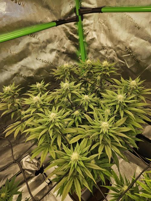 Sugar Cane #2 - In House Genetics. Week 11