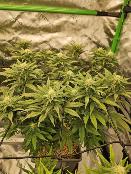 Sugar Cane #2 - In House Genetics. Week 11