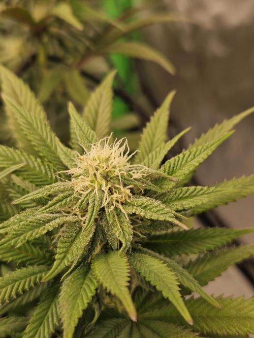 Sugar Cane #2 - In House Genetics. Week 11