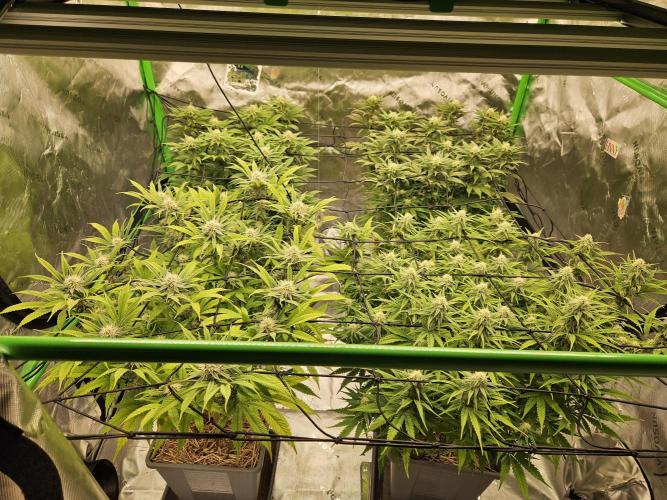 Candy Clouds - Nordkraut. Week 12