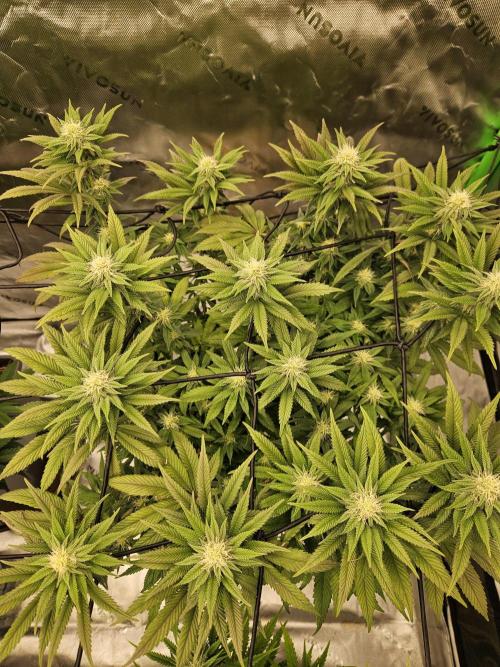 Candy Clouds - Nordkraut. Week 12