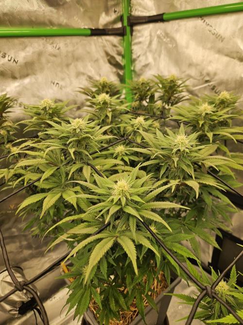 Candy Clouds - Nordkraut. Week 12