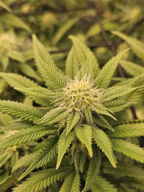 Candy Clouds - Nordkraut. Week 12