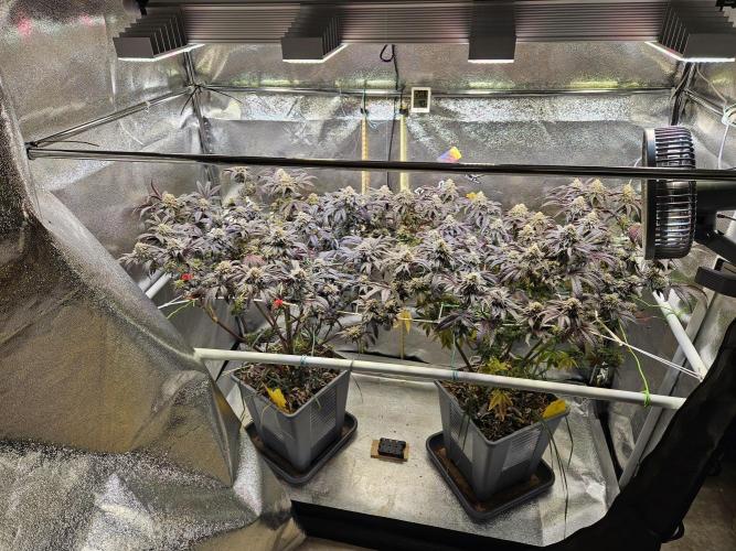 Gas Gimlet #1 & #2 - Wizard Trees. Week 14 - week 9