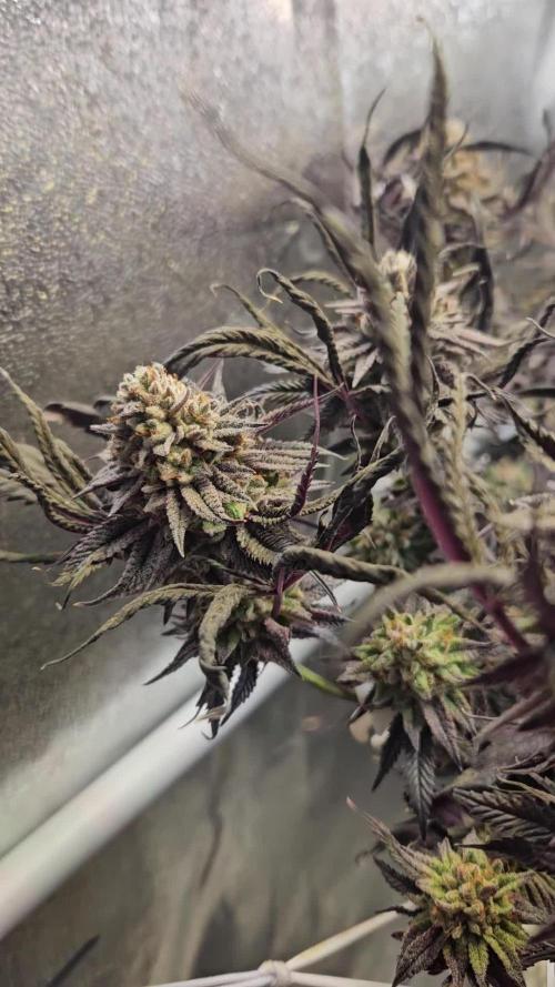 Gas Gimlet #1 & #2 - Wizard Trees