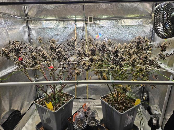 Gas Gimlet #1 & #2 - Wizard Trees. Week 14 - after 3 days of not watering