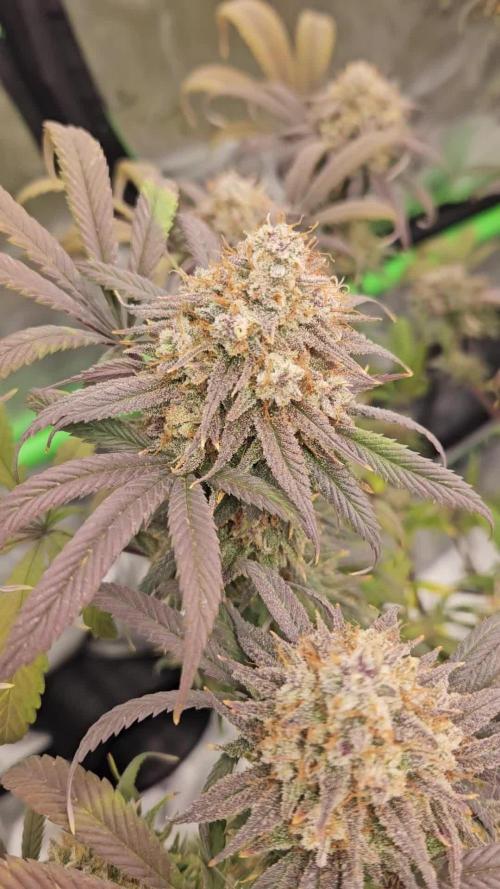 Midnight Lemonade - HNNY HMP