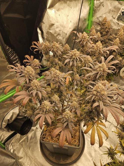 Midnight Lemonade - HNNY HMP. Week 14