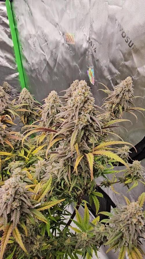 Mimosa Dream - Kannabia