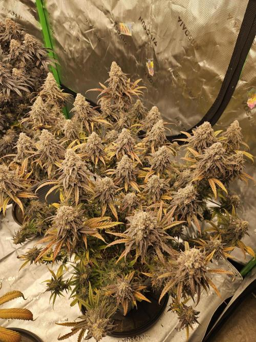 Mimosa Dream - Kannabia. Week 14