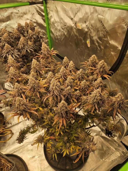 Mimosa Dream - Kannabia. Week 14