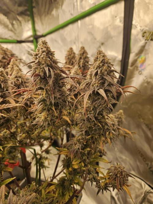 Mimosa Dream - Kannabia. Week 14