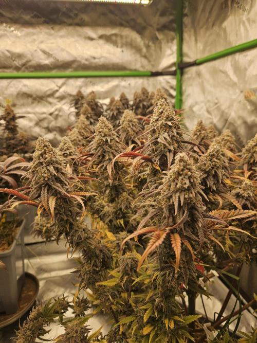 Mimosa Dream - Kannabia. Week 14