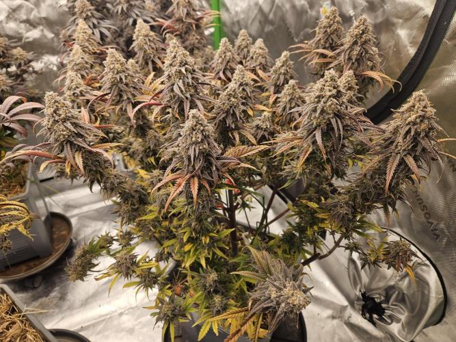 Mimosa Dream - Kannabia. Week 14