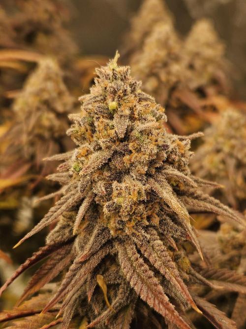 Mimosa Dream - Kannabia. Week 14