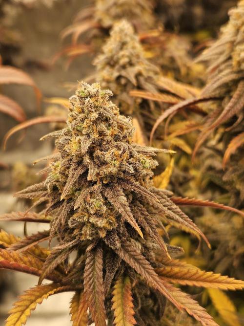 Mimosa Dream - Kannabia. Week 14