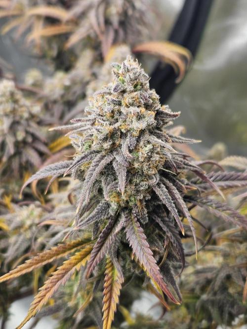 Mimosa Dream - Kannabia. Week 14