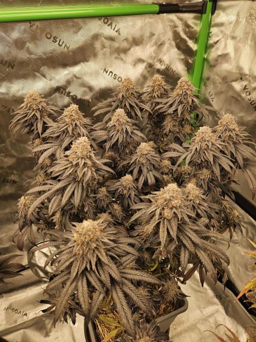 Sugar Cane #2 - In House Genetics. Week 14