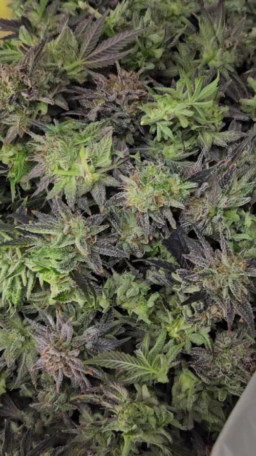 Sugar Cane #2 - In House Genetics