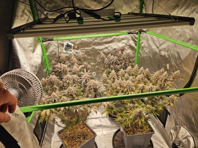 Candy Clouds - Nordkraut. Week 14