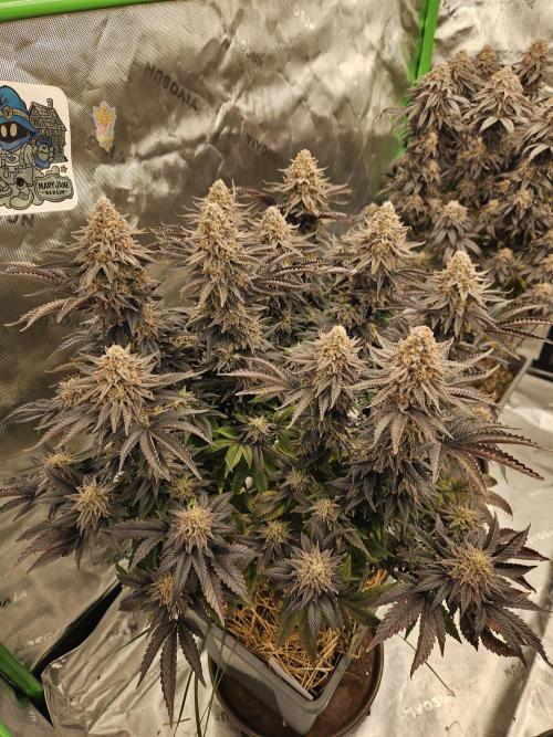 Candy Clouds - Nordkraut. Week 14