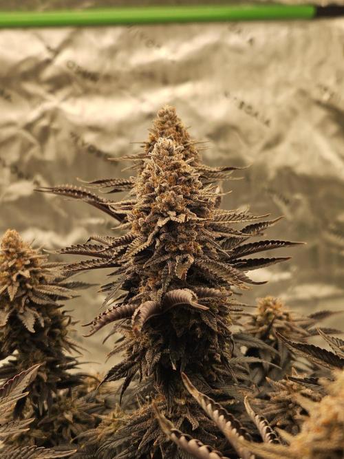 Candy Clouds - Nordkraut. Week 14