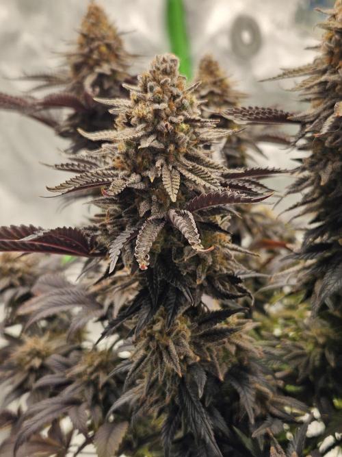 Candy Clouds - Nordkraut. Week 14