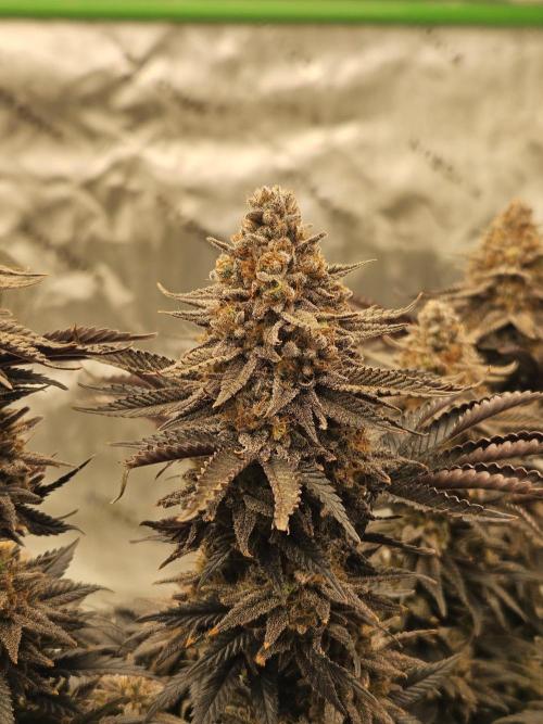 Candy Clouds - Nordkraut. Week 14