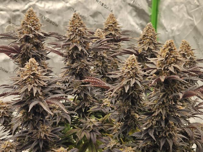 Candy Clouds - Nordkraut. Week 14