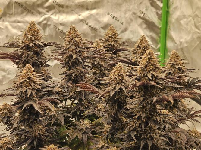 Candy Clouds - Nordkraut. Week 14