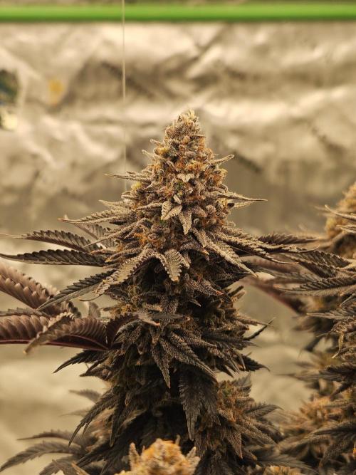 Candy Clouds - Nordkraut. Week 14