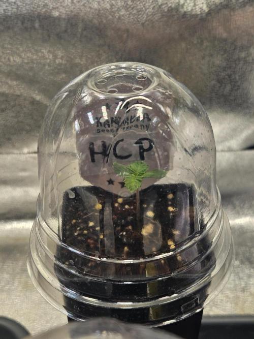 Honeycomp Pave - Compound - Winter Grow. Week 0