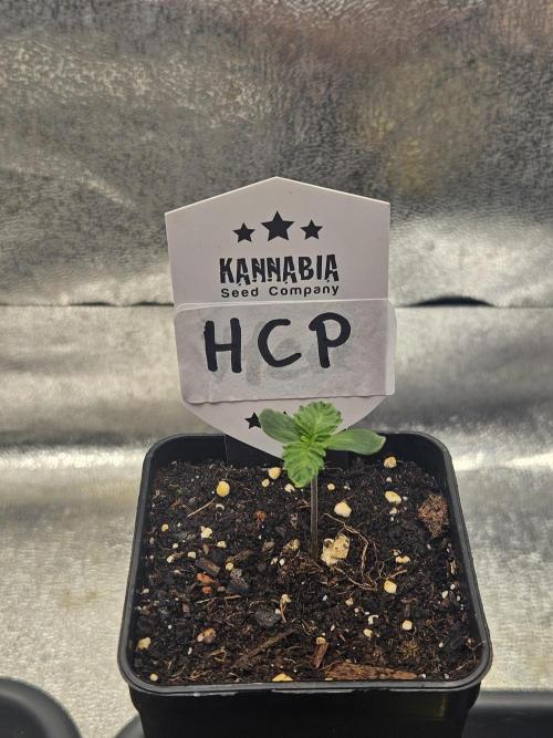 Honeycomp Pave - Compound - Winter Grow. Week 0