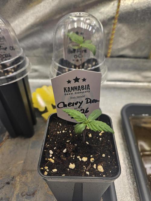 Cherry Dream - Kannabia - Winter Grow. Week 0