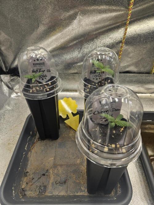 Hellfire OG - Kannabia - Winter Grow. Week 0