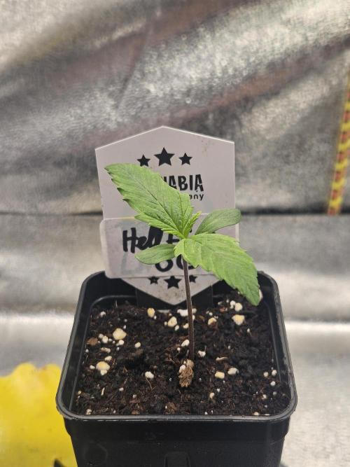 Hellfire OG - Kannabia - Winter Grow. Week 0