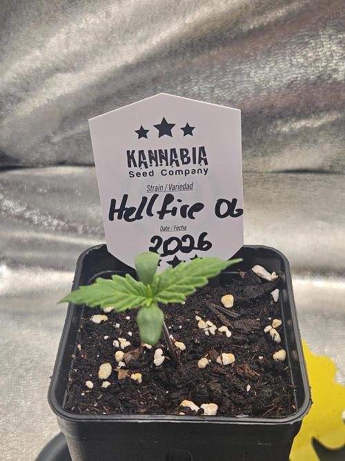 Hellfire OG - Kannabia - Winter Grow. Week 0