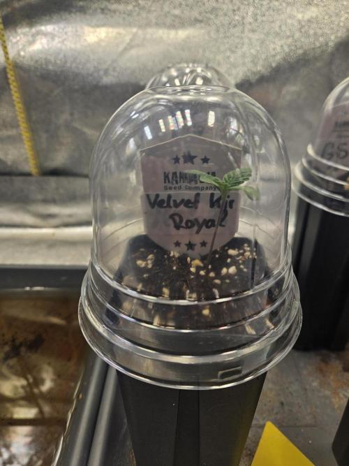 Velvet Kir Royal - Hnny - Winter Grow. Week 0