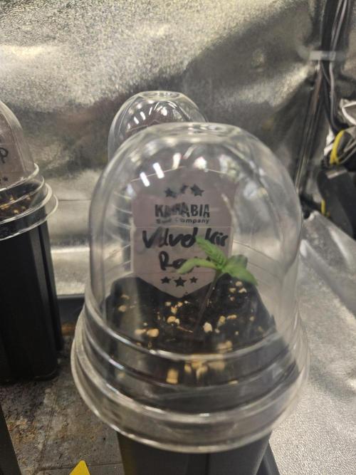 Velvet Kir Royal - Hnny - Winter Grow. Week 0