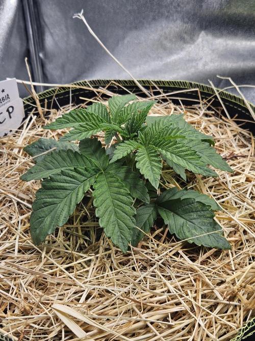 Honeycomp Pave - Compound - Winter Grow. Week 3