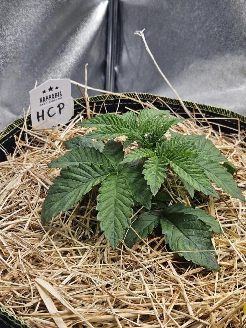 Honeycomp Pave - Compound - Winter Grow. Week 3