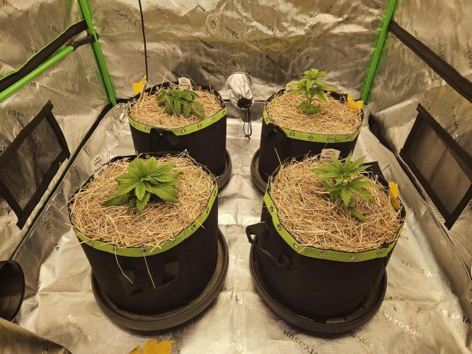 Cherry Dream - Kannabia - Winter Grow. Week 3