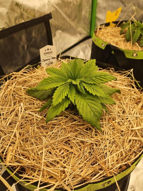 Cherry Dream - Kannabia - Winter Grow. Week 3