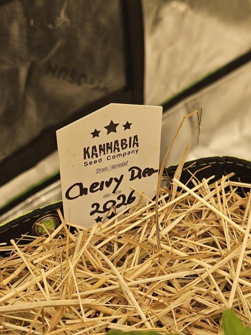 Cherry Dream - Kannabia - Winter Grow. Week 3