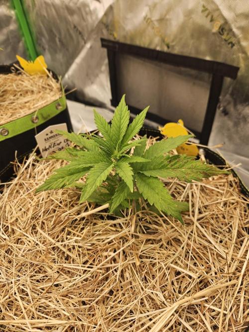 Hellfire OG - Kannabia - Winter Grow. Week 3