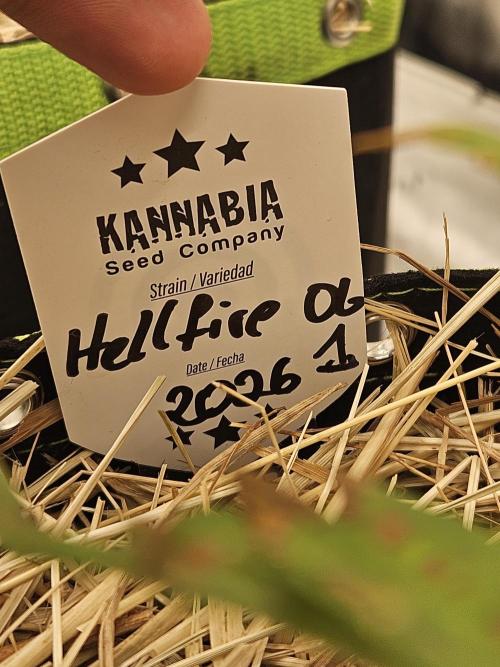 Hellfire OG - Kannabia - Winter Grow. Week 3