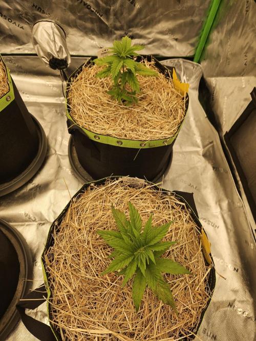 Hellfire OG - Kannabia - Winter Grow. Week 3