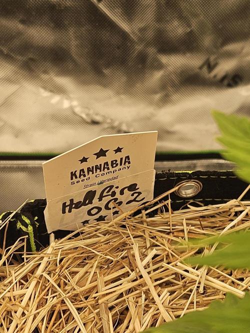 Hellfire OG - Kannabia - Winter Grow. Week 3